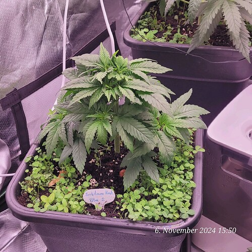 Tag 35 Nr 2, Wachstum Tag 17 am 6.11.24