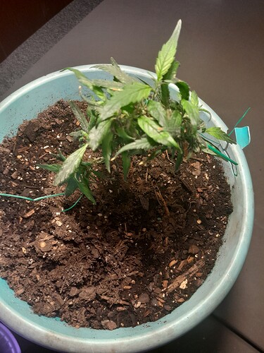 16651054519924099911652117007410