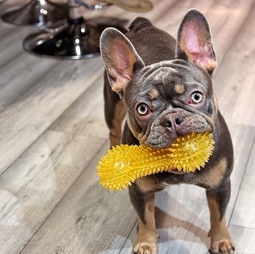 keelies  dog with  bone