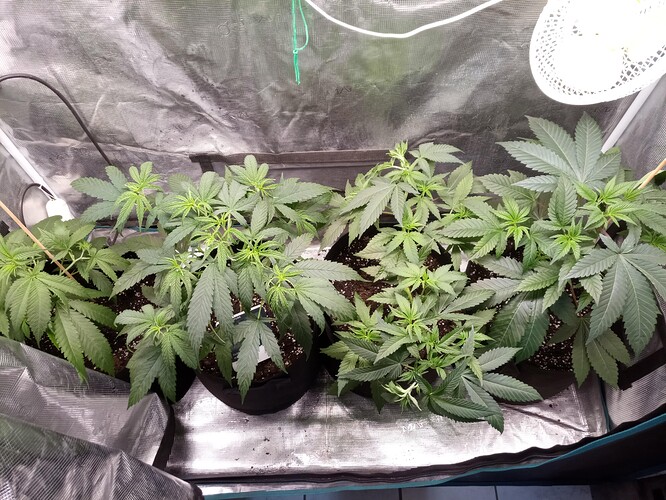 IMG_20221107_175012_1