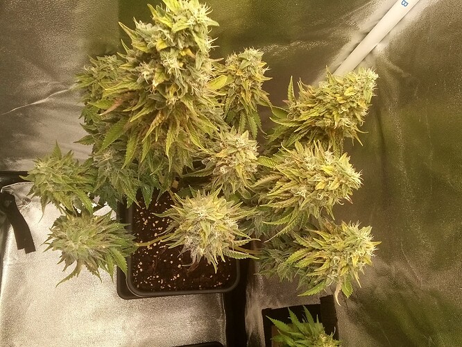 IMG_20240809_135630_526