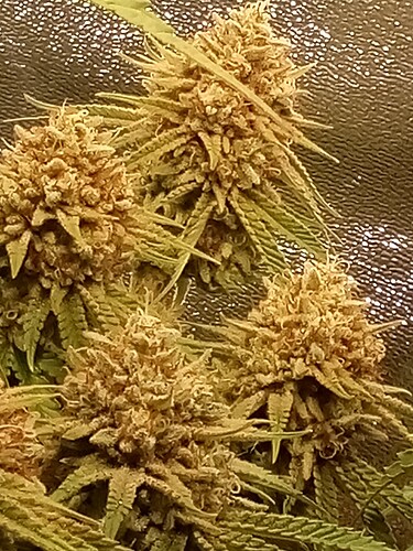 IMG_20240730_160604_729