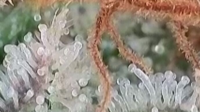 Tag 110 Klon 1 Trichome 2 am 7.11.24