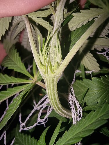 16733375807253033880763201608894