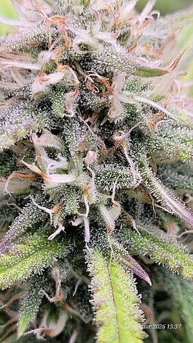 Tag 62 B.G. 2 sieht man noch viele helle Pistillen u. etwas weniger Purpel