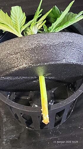 Tag 10 Klon 3 zeigt kommende Wurzeln