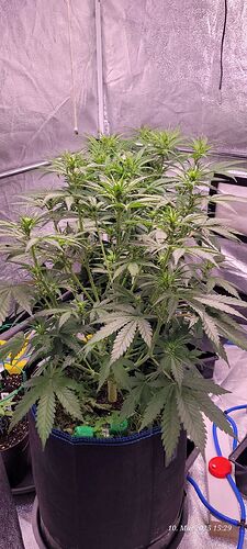 Tag 41 vorne Haze 2 , dahinter Gelato und schön auf einer Höhe 10.5.25