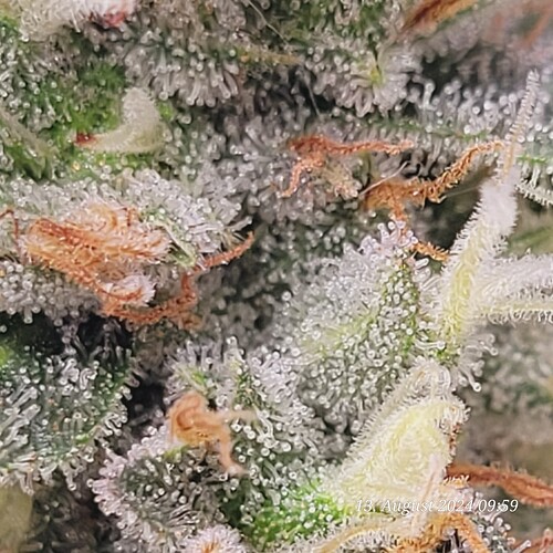 Tag 85 achte Blüte Woche 13.8.24