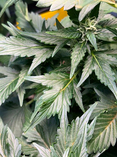 tempImageqRA1F1