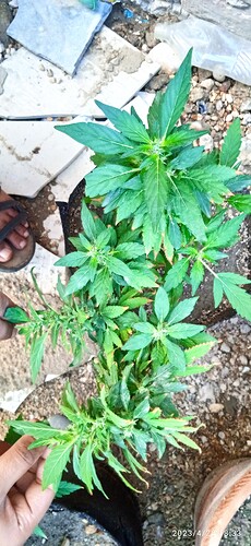 IMG_20230428_183331