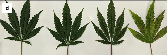 Phosphorus-P-deficiency-progression-Foliar-Symptomology-Cannabis-Llewellyn-Zheng-d