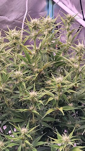 Tag 51 B.G. 1 mitte der 8ten gesamt Woche