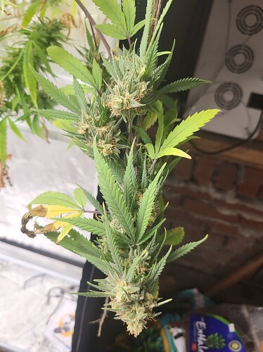 Resized_20220720_191122