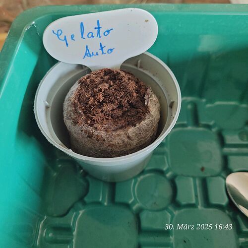 Der Samen ist drin Gelato Auto Keim Tag 1