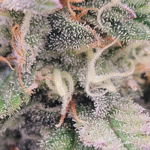 Tag 88 Nr 2, Trichome
