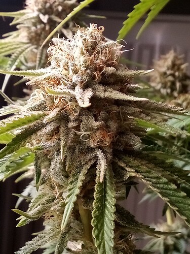 IMG_20240717_121746_906