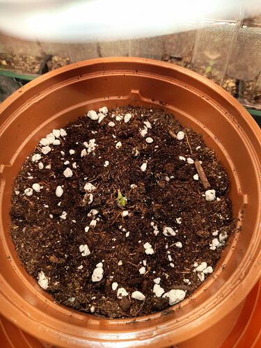 17753123800101210285080813893261