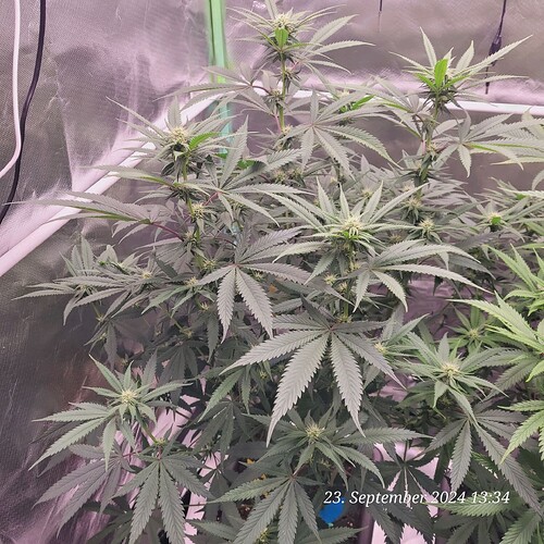 Tag 65 Klon 1 am 23.9.24