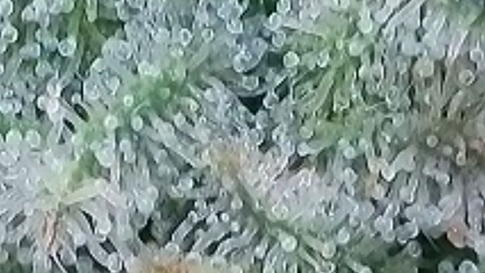 Tag 101 Klon 2, Trichome 4