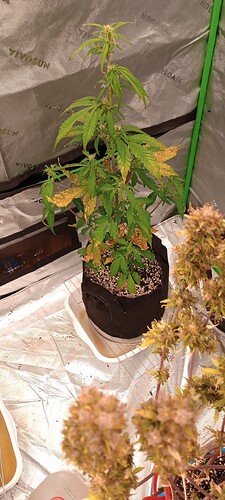 IMG_20240909_175904195