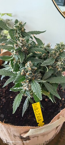 IMG_20250330_104612