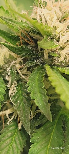 Tag 81 Cookie 1  Blütetag 24 , die ersten Glitzer sind da 1.7.24
