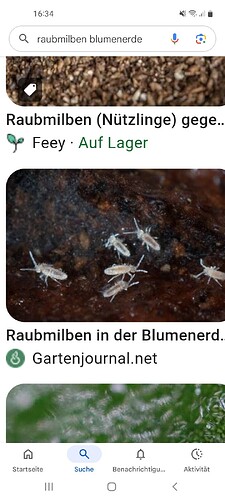 Screenshot_20260206-163446_Google