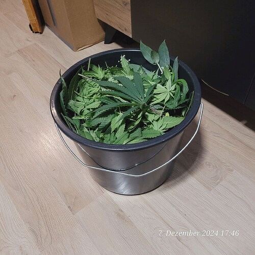 Tag 66 Kompost Ware  Blüte Zelt