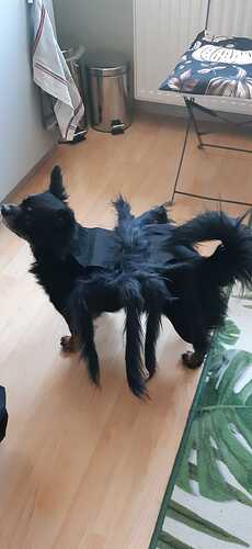 Gizmo als fette Spinne