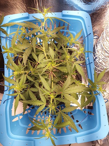 16672321759662862042062473344555