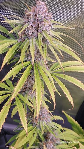 Tag 108 Klon 2 der Bud mit Blatt 19.4.26