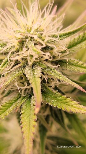 Tag 56 B.G. 1 am 5.1.26