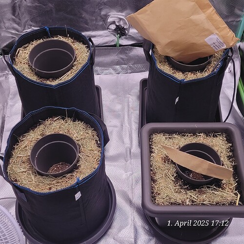 Unter der ersten Lage Mulch sääte ich Bodendecker , Wässerte mit Nematoden nach und es gab Raubmilben oben drauf 1.4.25
