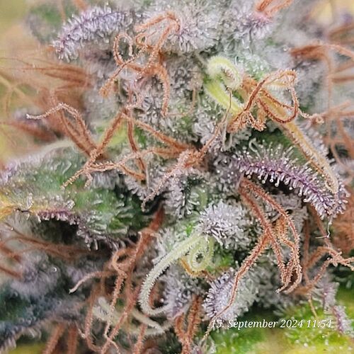 Tag 126 in der zehnten Blüte Woche und immer wieder helle Pistillen 15.9.24