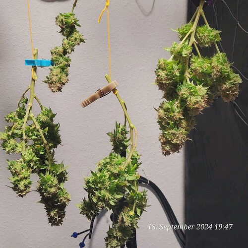 Tag 129 ein Zitroniger Duft riecht man raus 18.9.24