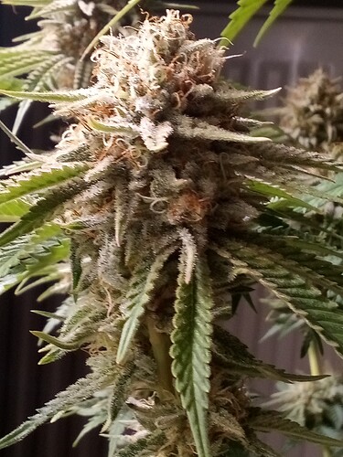 IMG_20240717_121742_826