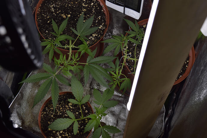 A picture of the three girls