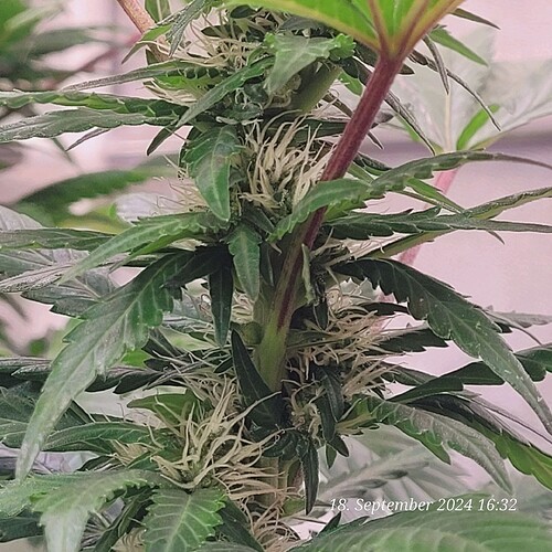 Tag 108 in der 4ten Blüte Woche