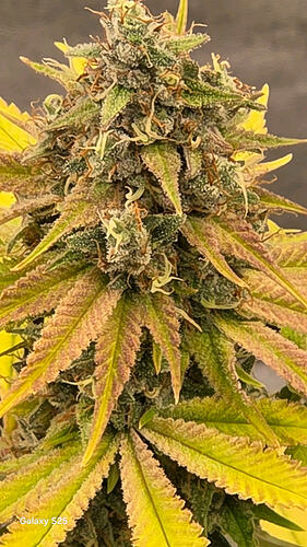 8813