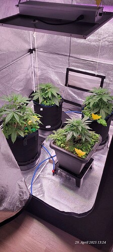 Tag 30 Wachstum Tag 12 am 29.4.25