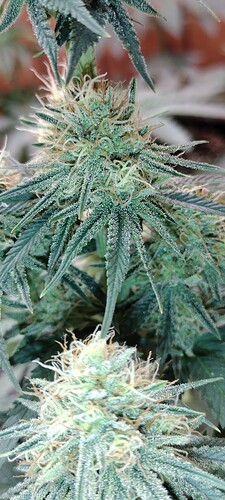 IMG_20221021_112342481