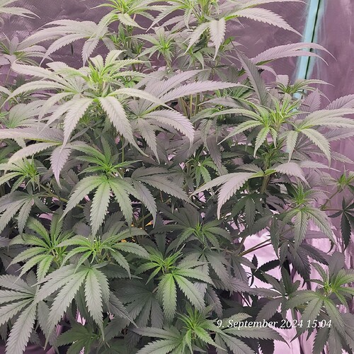 Tag 51 Klon 2 Blütetag 4 am 9.9.24