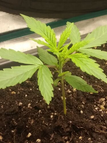 2 weeks old QuickGorilla
