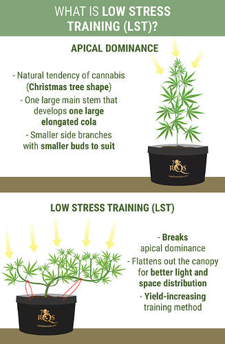 LST Cannabis Better Yields mobile EN