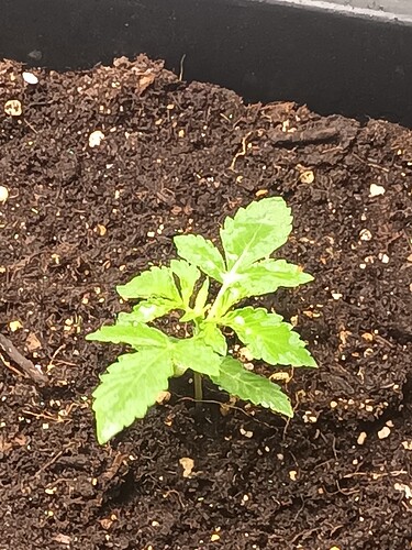 16587699029597026470264039880025