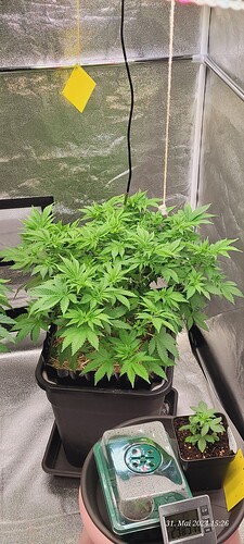 Tag 50 Cookie 2 Wachstum Tag 27 am 31.5.24