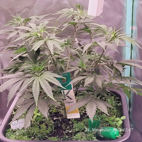 Tag 43 Nr 3, Wachstum Tag 25