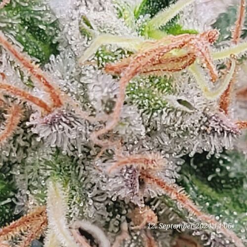 Tag 123 noch vieles Klar