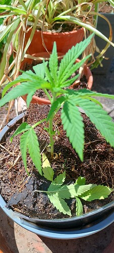 IMG_20250520_123859_HDR