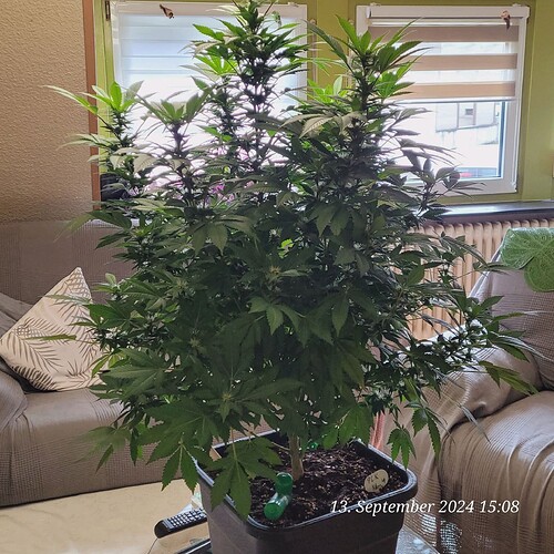 Tag 102 zum Beschneiden auf den Tisch gestellt 13.9.24